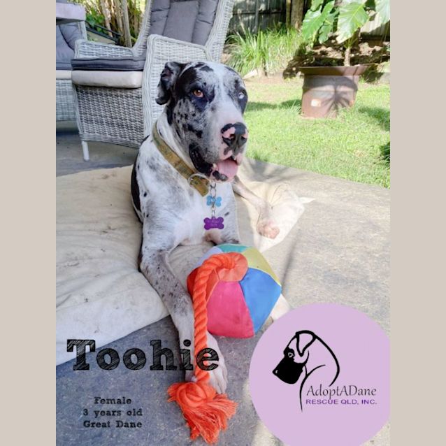 Photo of Toohie