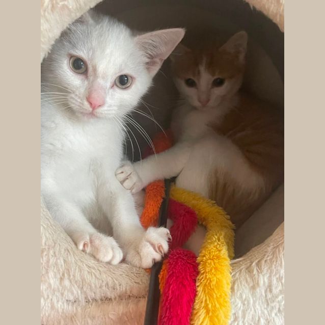 Photo of Cookie & Milky Bar ~ Meet Us @ Pet Stock Mornington