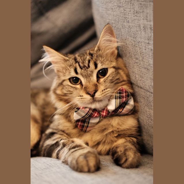 Photo of Timmie & Teemo