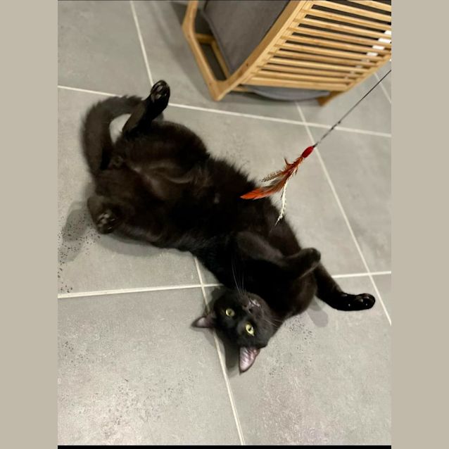 Photo of Mojo