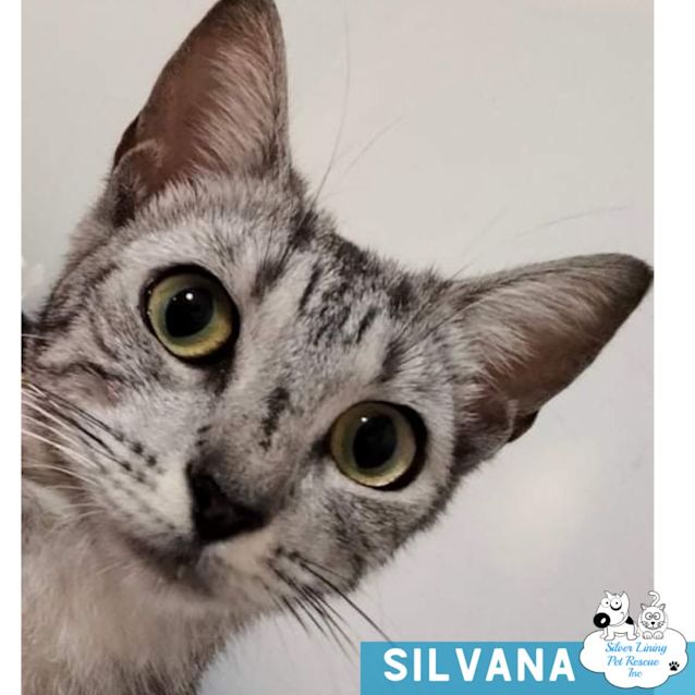 Photo of Silvana