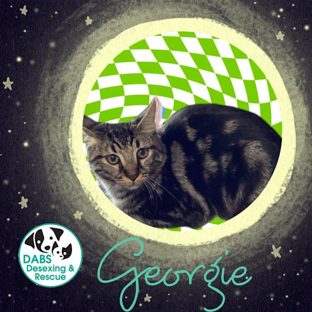 Photo of Georgie 