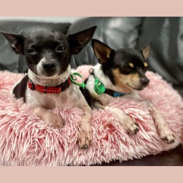 Photo of Hugo And Harvey