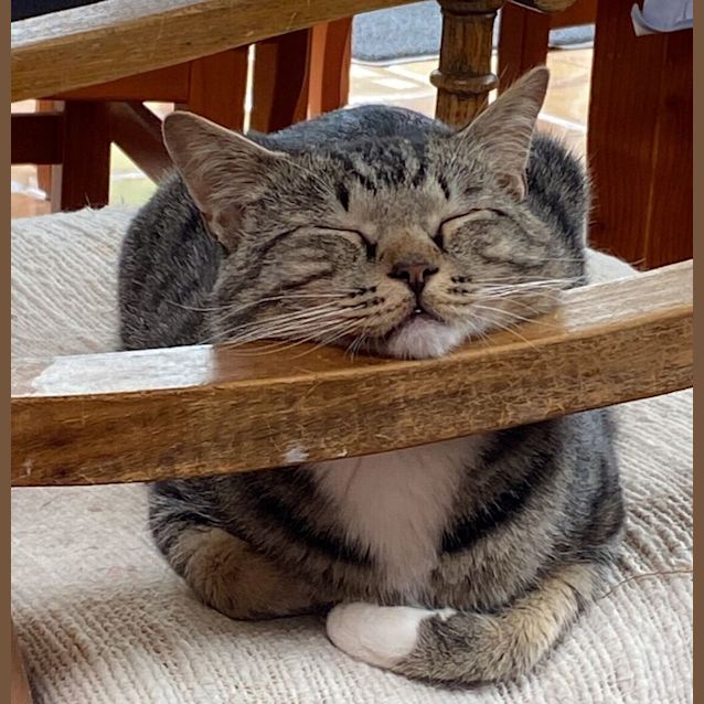 Photo of Milo