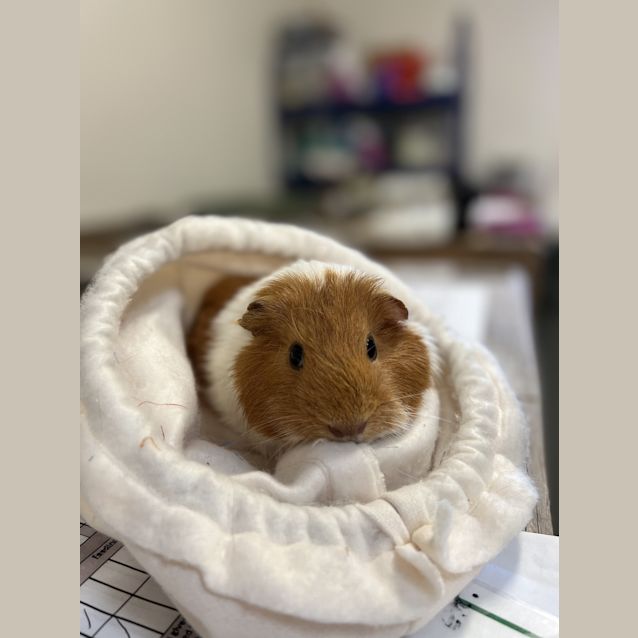 Photo of Cotton