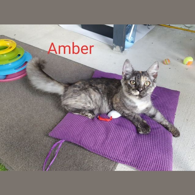 Photo of Amber