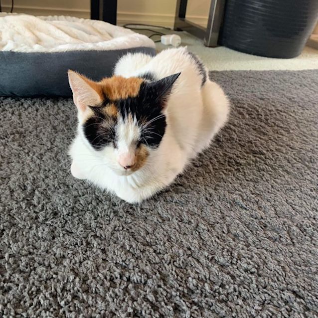 Photo of Amelia