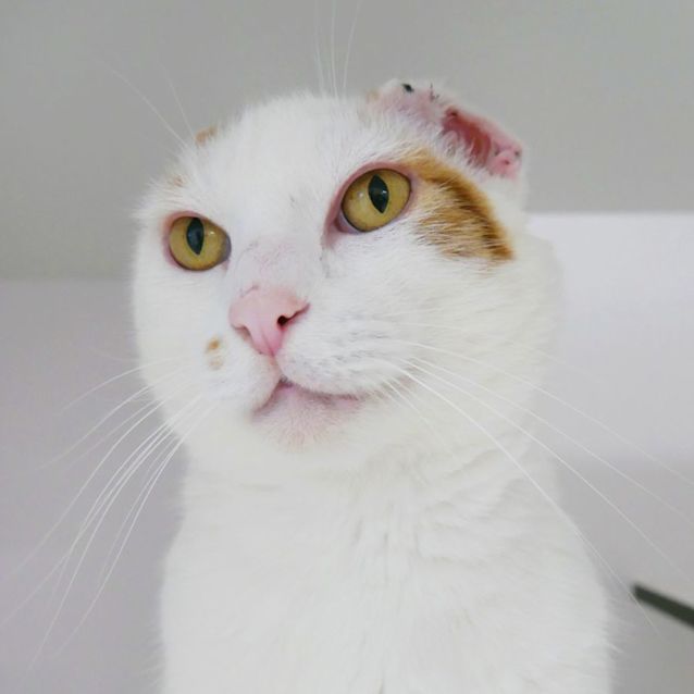 Photo of Buddy Rsta009471