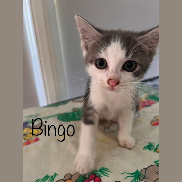 Photo of Bingo 