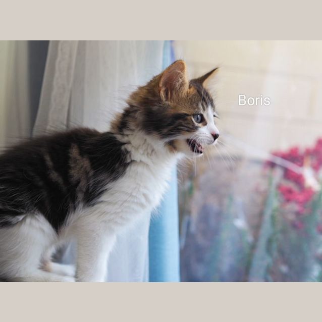 Photo of Boris