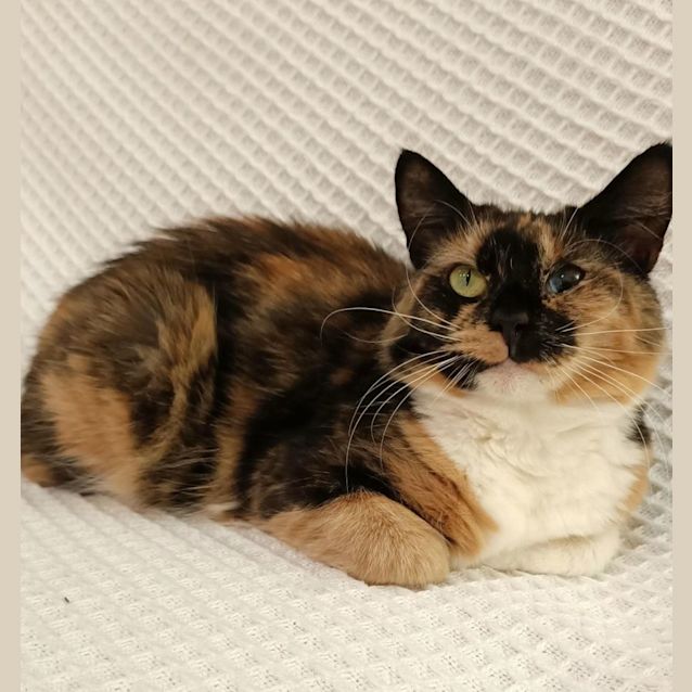 Photo of Matilda   Located In Eltham
