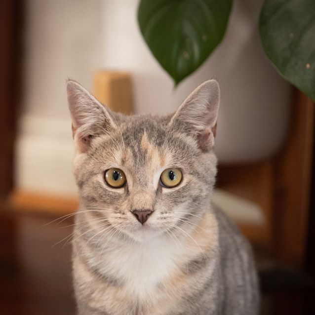 Photo of Xanadu