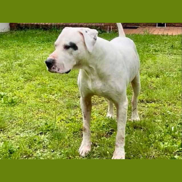 Photo of Banjo ~ 6yr Old Bull Arab X(on Trial 25/4/22)
