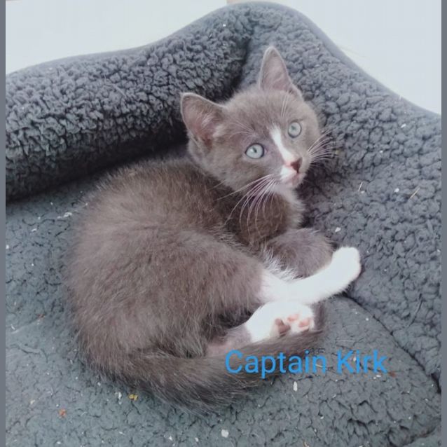 Photo of Captain Kirk