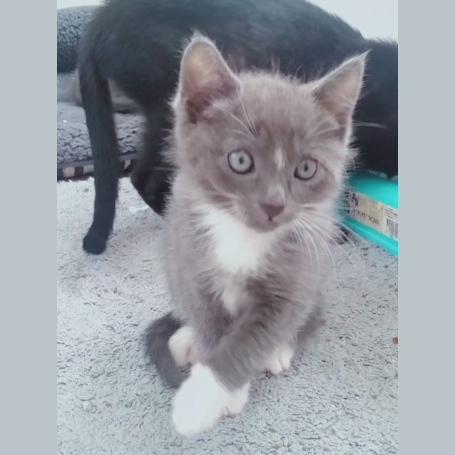 Photo of Doctor Spock