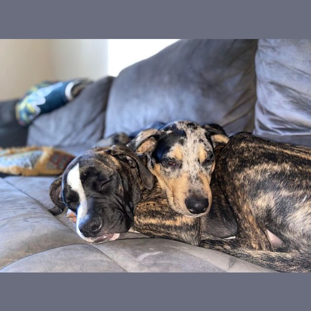 Photo of Snoopy ~ 6mo Catahoula X (On Trial 27/05/2022)