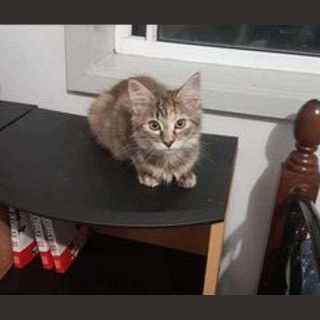 Photo of May Gibbs**2nd Chance Cat Rescue**