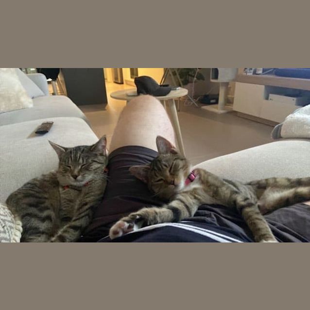 Photo of Dyani **2nd Chance Cat Rescue**