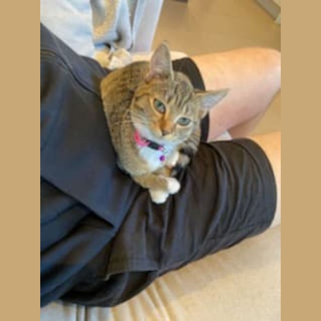 Photo of Tyee **2nd Chance Cat Rescue**