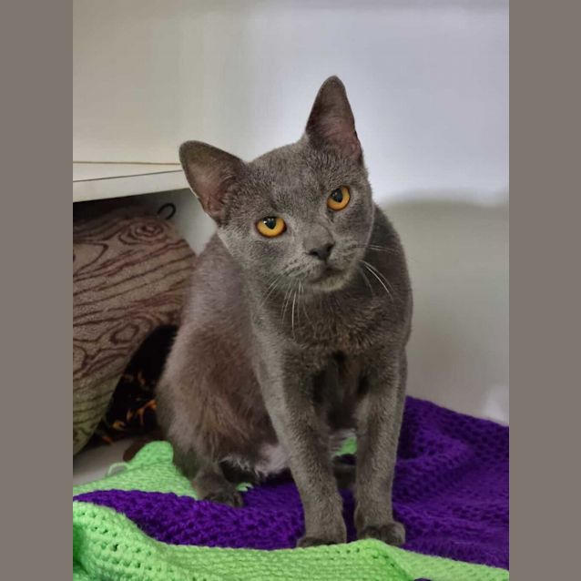 Photo of Boo