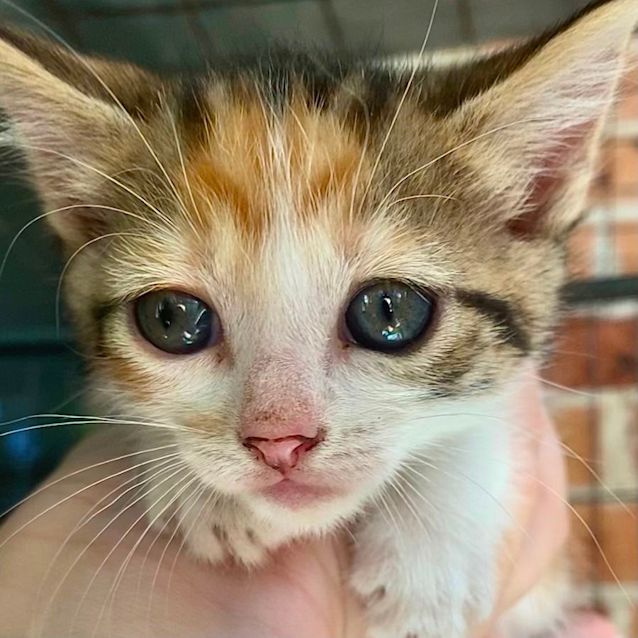 Photo of Pumpernickel  