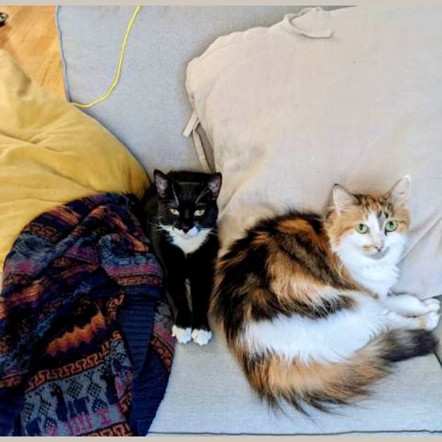 Photo of Oreo And Squirt