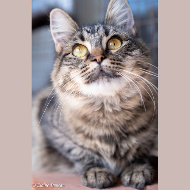 Photo of Nefertiti   Neffy