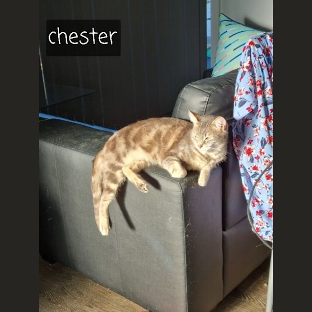 Photo of Rusty