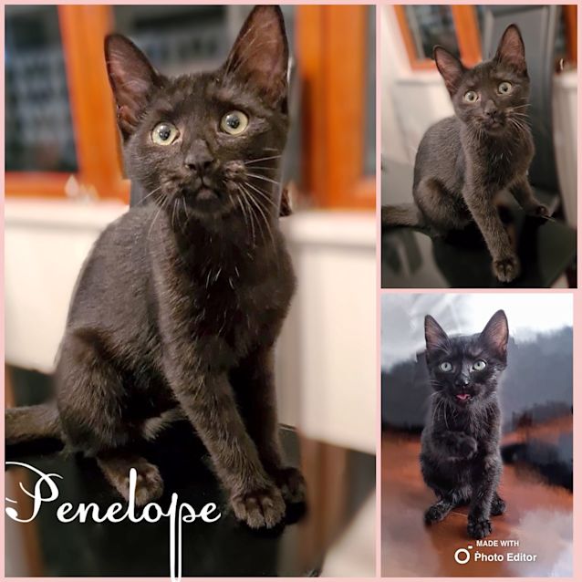 Photo of Penelope