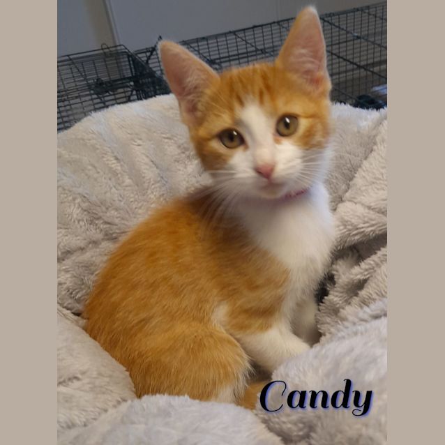 Photo of Candy
