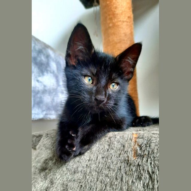 Photo of C1034 Cookie