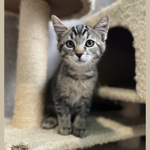 Photo of Wicket