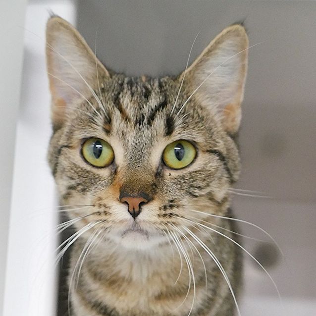 Photo of Mittens Sua009835