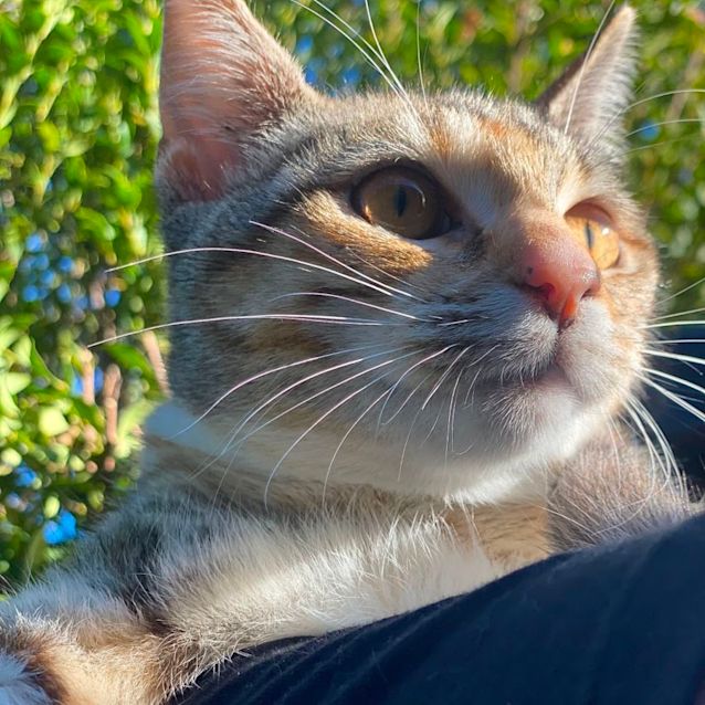 Photo of Lilly