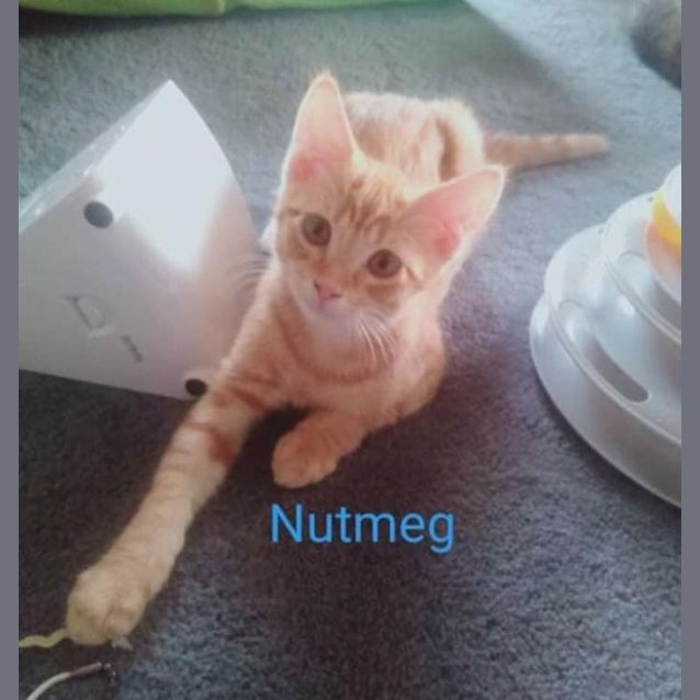 Photo of Nutmeg 