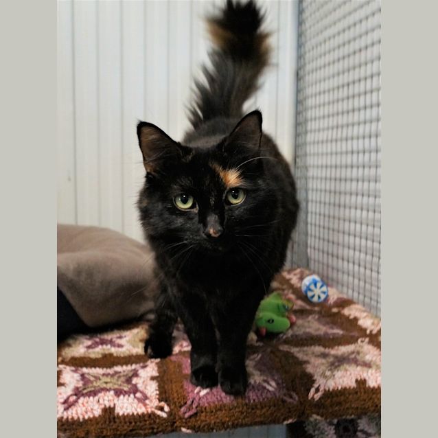 Photo of Piper