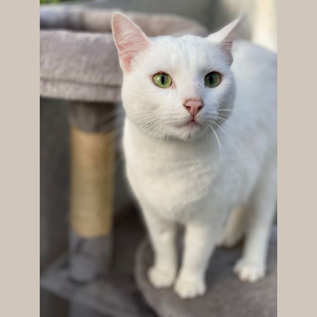 Photo of Iggy
