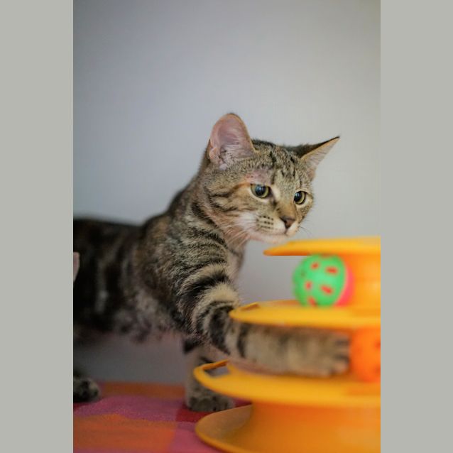 Photo of Bean