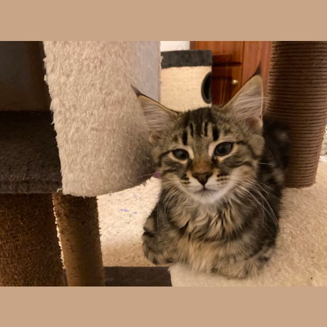 Photo of Moonah   Located In Lower Templestowe