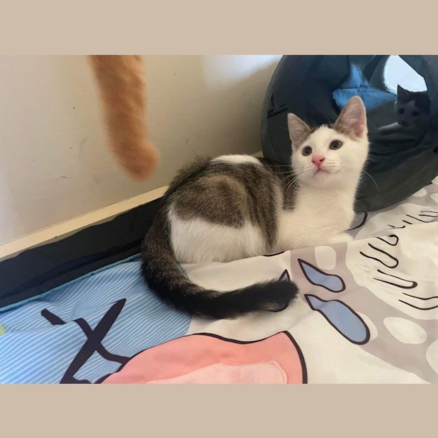 Photo of Archie 😺