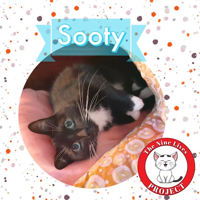 Photo of Sooty *9 Lives Project Rescue*