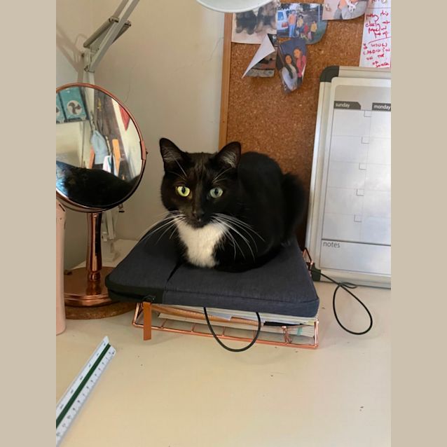 Photo of Sooty *9 Lives Project Rescue*