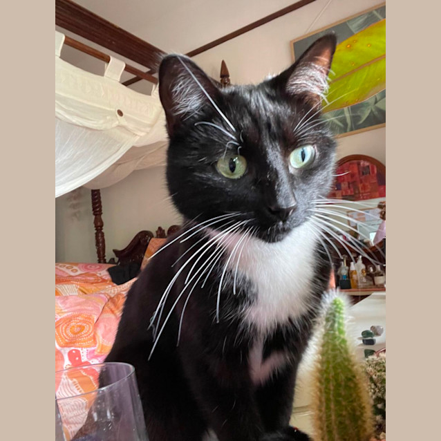 Photo of Sooty *9 Lives Project Rescue*