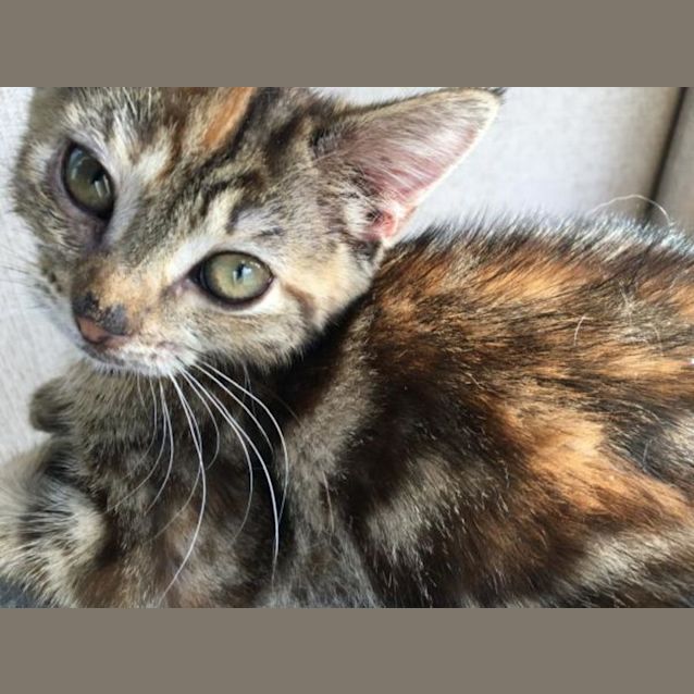 Photo of (Mini) Maeve