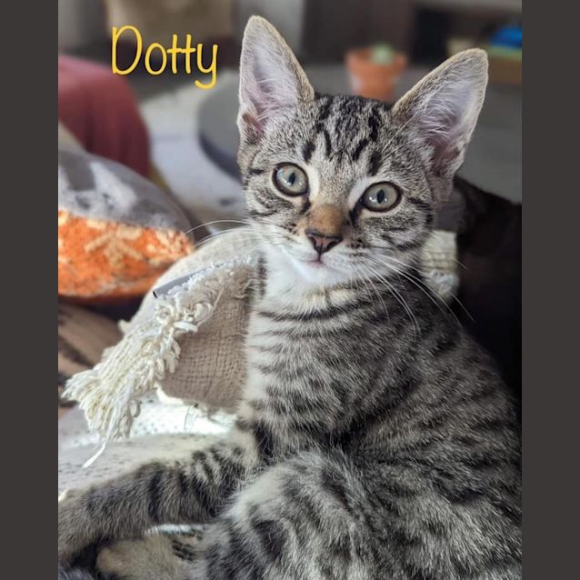Photo of Dotty