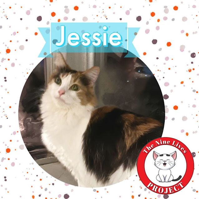 Photo of Working Cats *9 Lives Project Rescue*