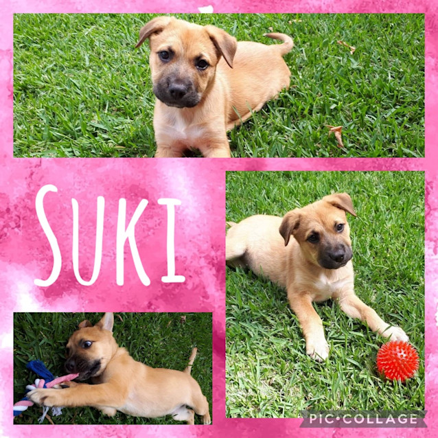 Photo of Suki