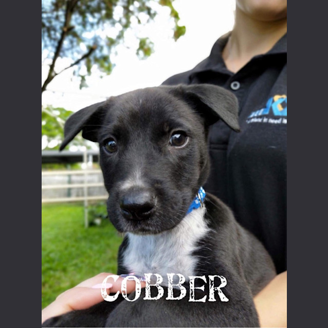 Photo of Cobber