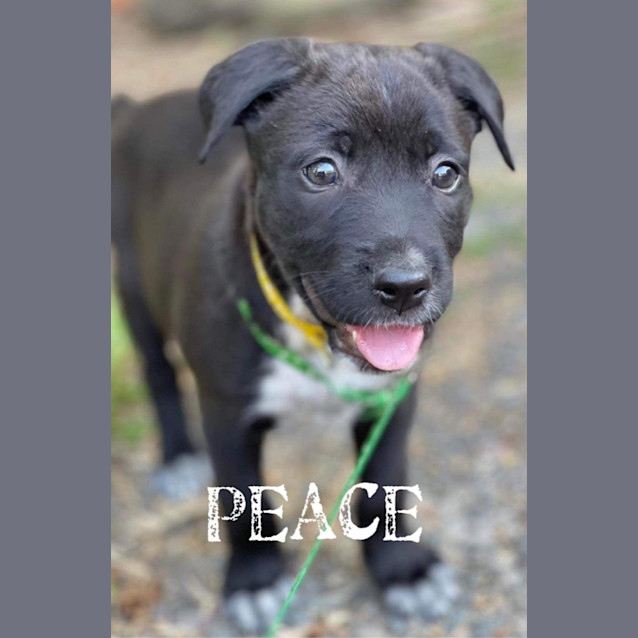 Photo of Peace