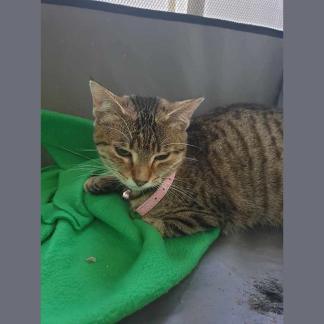 Photo of Maple & Mika